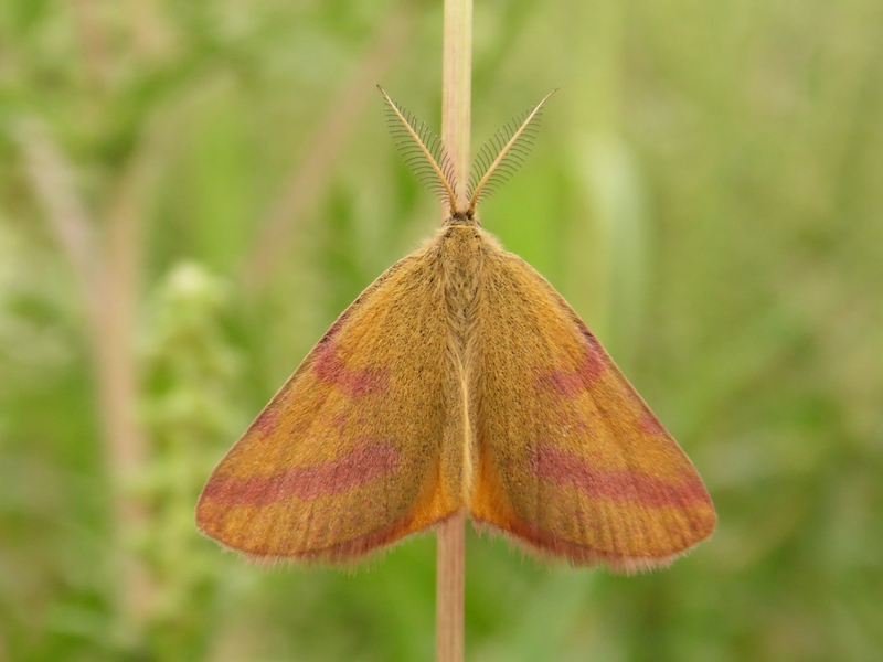 Lepidotteri del Parco del Roccolo da ID